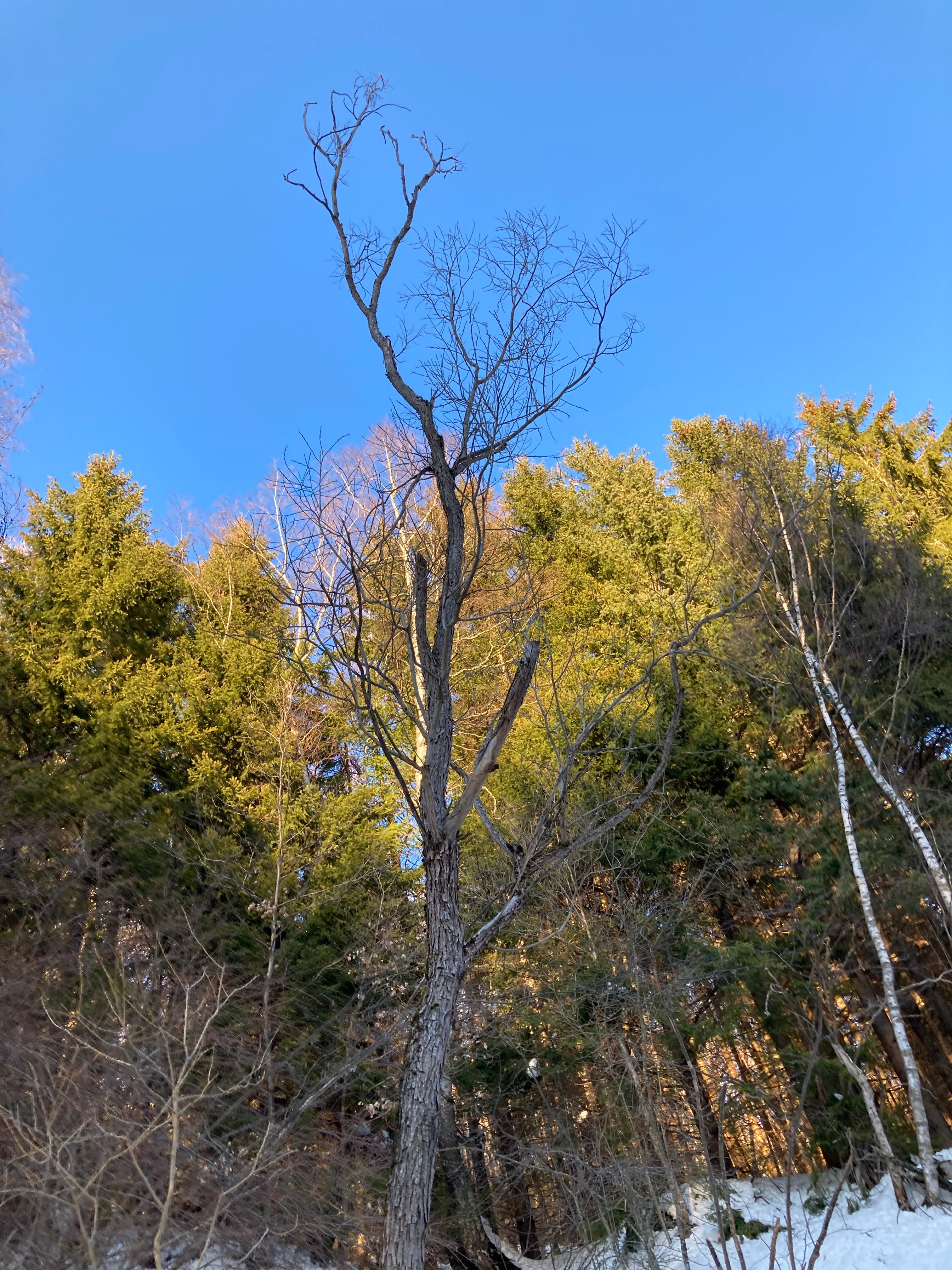 Геодезическо заснемане на дървесна растителност
